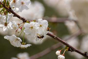 Bees never tire of collecting pollen from cherry blossoms.