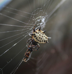Spider on a web
