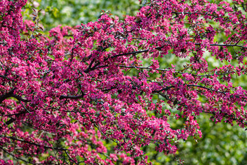 Blooming apple tree branch with pink flowers.