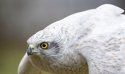 portrait of a white hawk