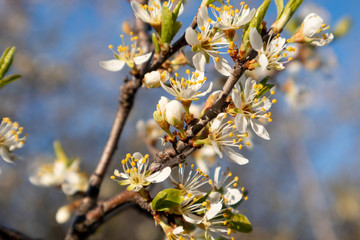 Blackthorn tender white light spring flowers bloom with blue sky bokeh blurred background. Sunny light natural blossom macro close-up foliage wallpaper 