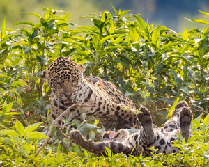 Mating behaviour of the jaguar