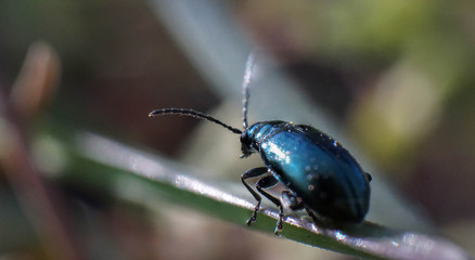 Blue beetle on grass, wildlife, spring day