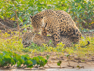 Fototapeta na wymiar Mating jaguars