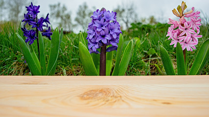 Blooming hyacinths and a wooden box wall.