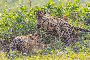 Jaguar mating behaviour