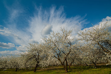Obraz premium Rain clouds and blooming orchard. Natural background.