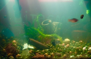 Fototapeta na wymiar underwater scene with fishes