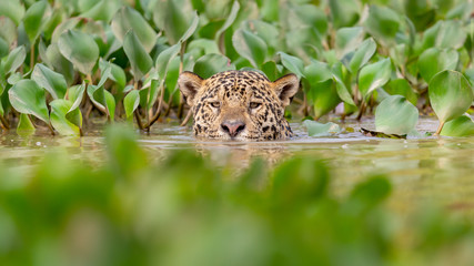 Jaguar swimming in a river with waterplants