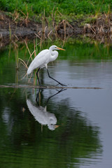 Egret