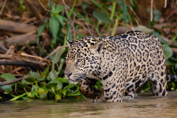 Jaguar hunting in the water