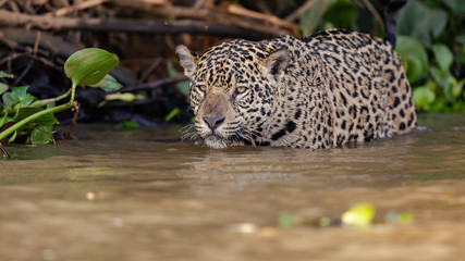 Jaguars are good swimmers. The swim a lot while the are hunting.