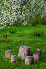Fototapeta premium Flowering branches of apple trees on a background of meadows and decorative wooden stumps in the garden.