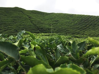 Fototapeta premium Hojas de té