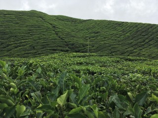 Campo de té