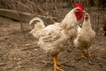 White rooster in a rural courtyard in early spring