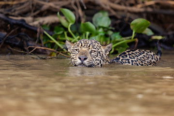 Jaguar in deep water