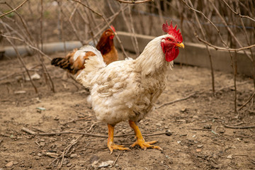 A couple of colorful roosters and hens in a courtyard in village