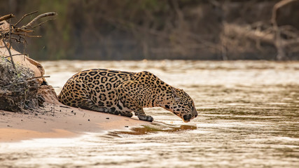 Jaguar drinking in a river