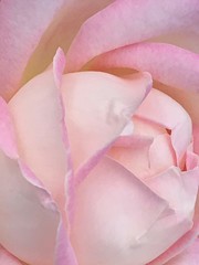 Obraz na płótnie Canvas Wallpaper of blooming baby pink velvety rose flower 