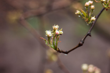 Pear flowering and drops after rain