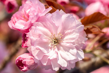 beautiful cherry blossom macro pink flower
