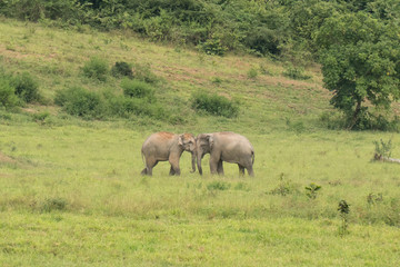 Obraz premium Wild Elephants, Kui Buri National Park, Thailand