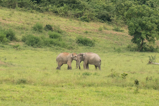 Wild Elephants, Kui Buri National Park, Thailand