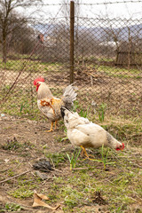 A couple of colorful roosters and hens in a courtyard in village