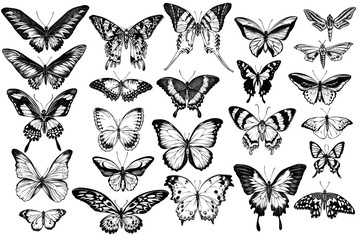 Vector set of hand drawn black and white great orange-tip, emerald swallowtail, jungle queens, plain tiger, rajah brooke's birdwing, papilio torquatus, swallowtail butterfly