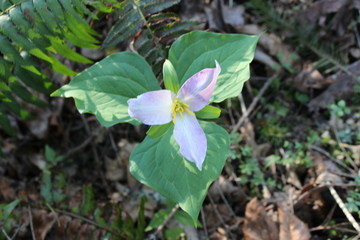 easter lilly