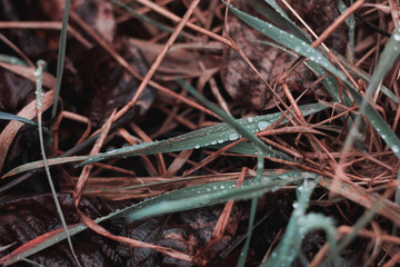 Drops on the grass. Plants after rain