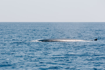 Finnwal an der französischen Mittelmeerküste © Susann