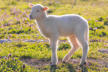 Young cute lamb on fresh spring meadow
