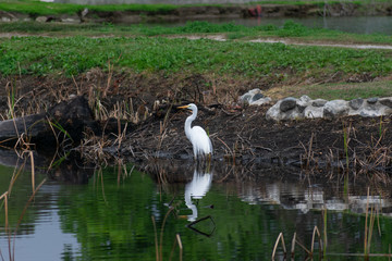 Egret