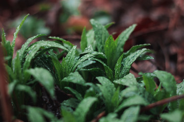 Green leaves in the rain