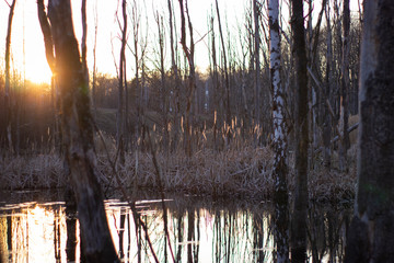 sunset in wild nature
