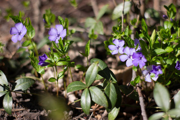 purple wild flowers in the spring