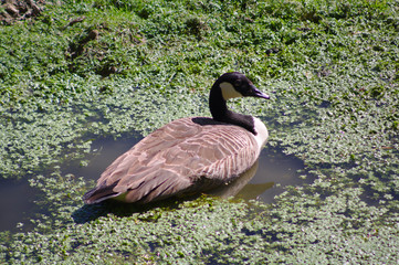 canada goose swimming in the pond
