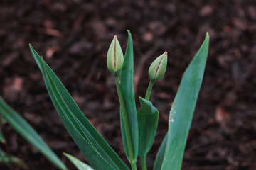 Macro photo of green closed buds of tulips