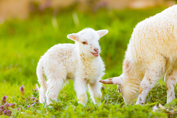 Obraz premium very young cute lamb on fresh spring meadow