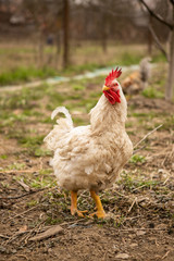 White rooster in a rural courtyard in early spring