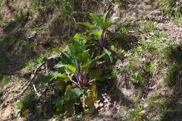 foxglove Digitalis purpurea growing on cliff
