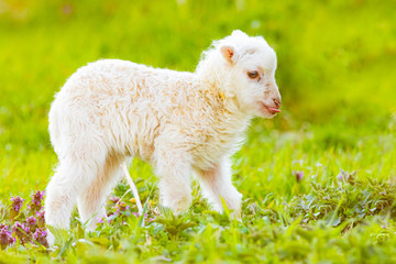 Obraz premium very young cute lamb on fresh spring meadow