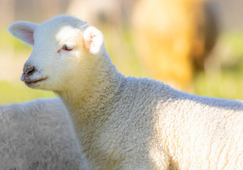 Obraz premium Young cute lamb on fresh spring meadow, portrait