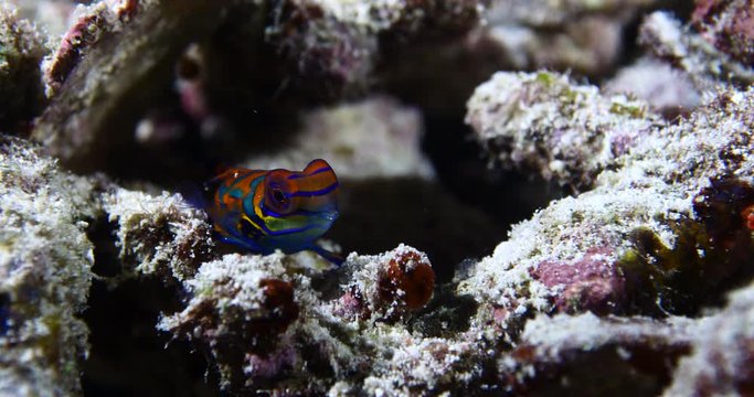 mandarin fish are travelling around and under the red corals for mating tropical water scenery