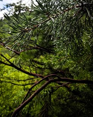 Water drip on green pine