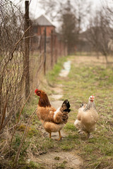 A couple of colorful roosters and hens in a courtyard in village