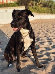 black dog on the beach