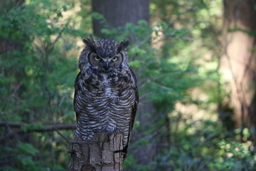 Owl